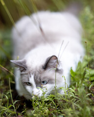 Portrait of a Ragdoll cat sitting on green grass outdoors