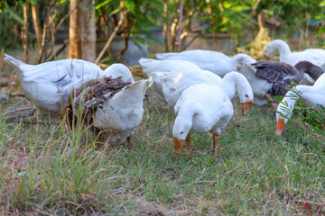 Group white goose is walking in garden