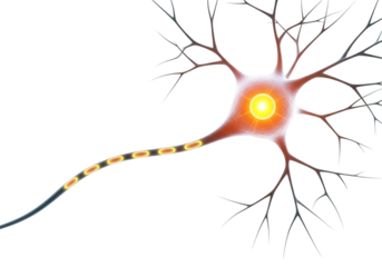 Neuron cell with glowing nucleus isolated on transparent background