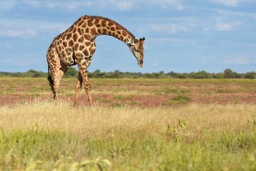 Giraffe (giraffa camelopardalis) im Etoscha Nationalpark in Namibia
