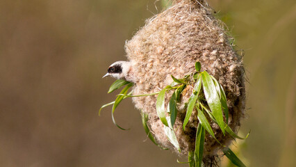 bird on a tree