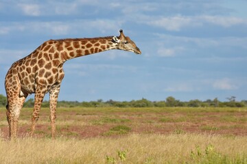 Giraffe (giraffa camelopardalis) im Etoscha Nationalpark in Namibia