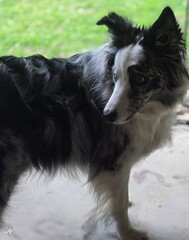border collie dog