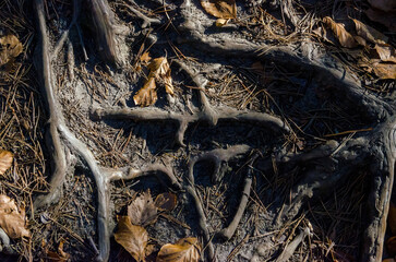 Exposed Tree Roots with Autumn Leaves on Forest Ground