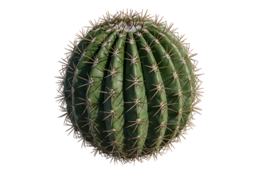 Golden barrel cactus with sharp spines, a symbol of resilience and beauty in arid environments