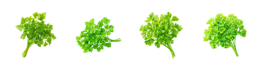 Obraz premium Fresh Green Parsley Bunch, Culinary Herb Isolated on Black PNG Set with Transparent Background, Food Photography