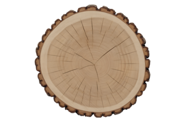 Natural wood slice texture with growth rings, perfect for rustic design and nature inspired crafts
