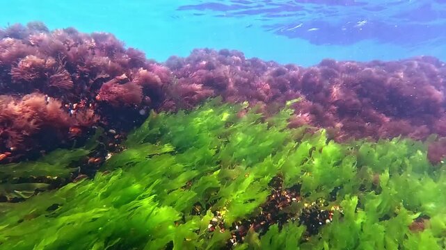 Underwater landscape in the Black Sea, green Ulva algae grow on rocks among red Ceramium algae and saturate the water with oxygen.