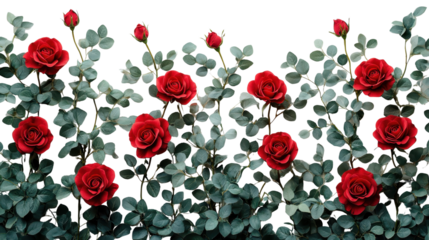 Red rose bush frame isolated on a white transparent background