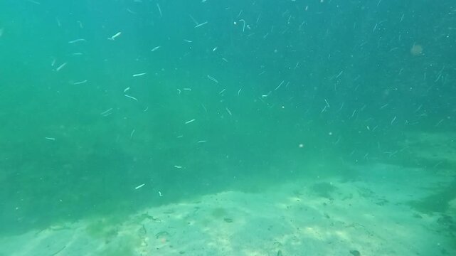 Mediterranean sand eel Gymnammodytes cicerelus, a school of small fish swims over algae