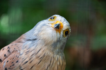 Portrait of a common falco looking up against a green backdrop