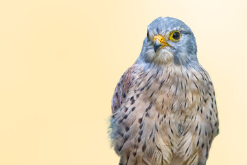 Bodypart of a standig cute kestrel falcon looking at the camera