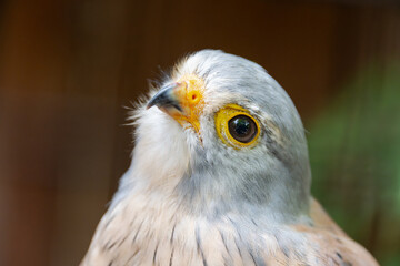 Headshot of a kestrel in various colors grey, beige, brown with beautiful eyes