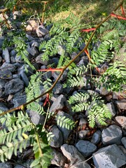 red honey locust thorns on tree