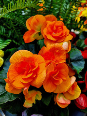 Vibrant Pink Chrysanthemums.