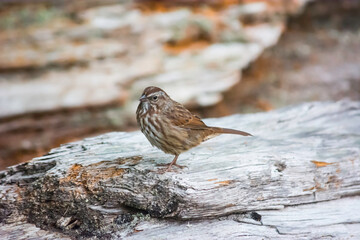 Song Sparrow Melospiza melodia bird on log near beach shore