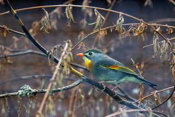 Side view of a colorful Red-billed leiothrix on a branch