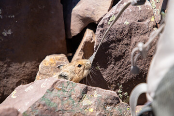 Watch your pack!  A sneaky pika starts to chew on my backpack strap on a Colorado mountain summit.