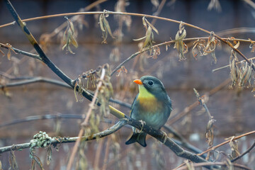 Small cute colorful Red-billed leiothrix on branches in the forest