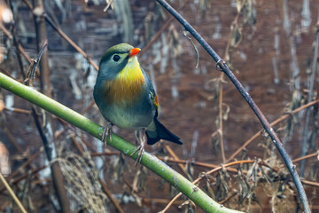 Small asian colorful bird, Red-billed leiothrix standing on a branch