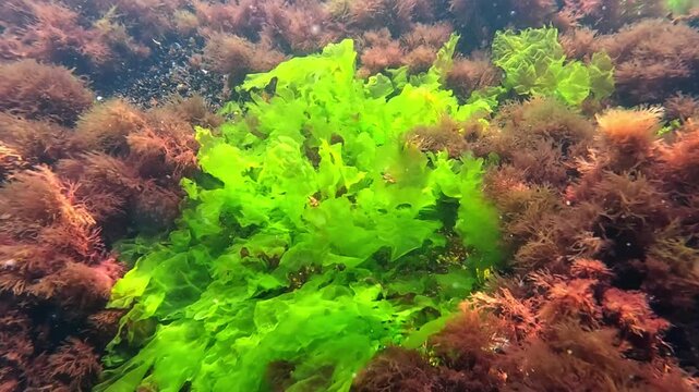 Underwater landscape in the Black Sea, green Ulva algae grow on rocks near the shore surrounded by red Ceramium algae and saturate the water with oxygen.