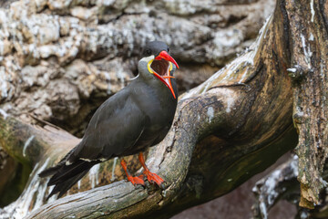 Exotic Inca Tern, larosterna inca with open red beak standing on a tree trunk