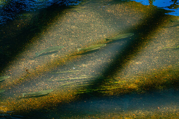 Green River Salmon  3