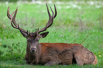 Red deer stag stare, whilst lying down.