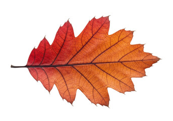 Fototapeta premium Dried oak leaf, crimson to sienna, intricate veins, papery, curled texture, isolated on transparent background, copy space, soft studio light, natural cycles and decay concept