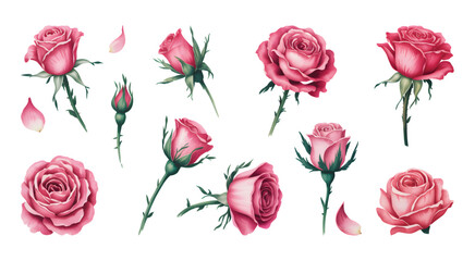 Watercolor rose flower vector isolator background. Elegance watercolor romantic pink roses with petals, foliage, and botanical.
