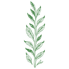 Fototapeta premium tulip flower illustration green