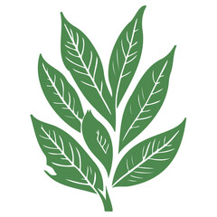 leaf nature illustration green
