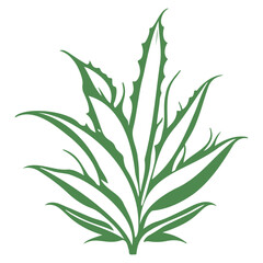 Fototapeta premium aloe flower illustration green