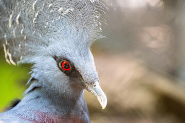 Portrait of a Victoria crowned pigeon in grey colour, beautiful crest and red eyes
