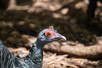 Rare meleagris ocellata, turkey in profile view