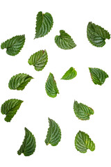 hojas de menta fresca sobre fondo blanco