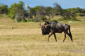 Streifengnu (connochaetes taurinus) im Etoscha Nationalpark in Namibia.