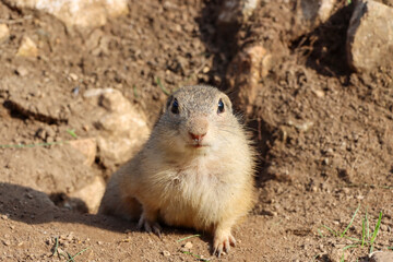 A close-up of a European ground squirrel looking straight at the camera