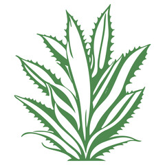 aloe flower illustration green