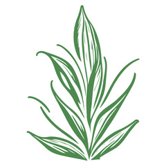 aloe flower illustration green