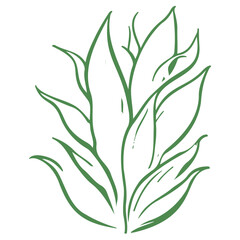 aloe flower illustration green
