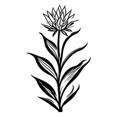 aloe flower illustration sketch