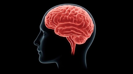 Obraz premium 3D illustration of a human head silhouette with a glowing red brain highlighted against a black background, representing thoughts, ideas, and intelligence