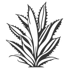 aloe flower illustration grey