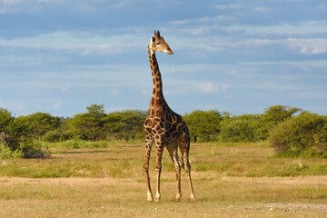 Giraffe (giraffa camelopardalis) im Etoscha Nationalpark in Namibia