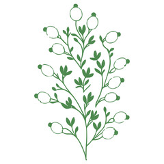 berry flower illustration green