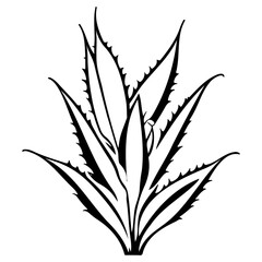 aloe flower illustration sketch