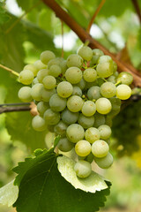 Close-Up of Ripe Grape Clusters on the Vine
