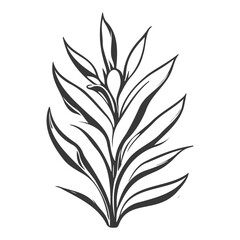aloe flower illustration grey