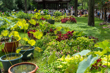 Decorative composition yellow and red coleus, lotus leaves in flowerpot in Humble Administrator's Garden, classical Chinese garden in Suzhou, Jiangsu, Gusu District, China